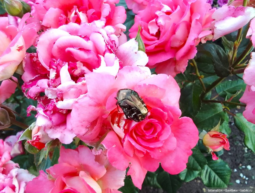 Пенни, розы и грозные жуки