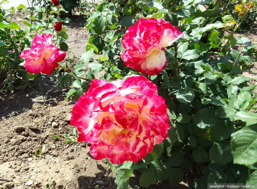 Пенни, розы и грозные жуки