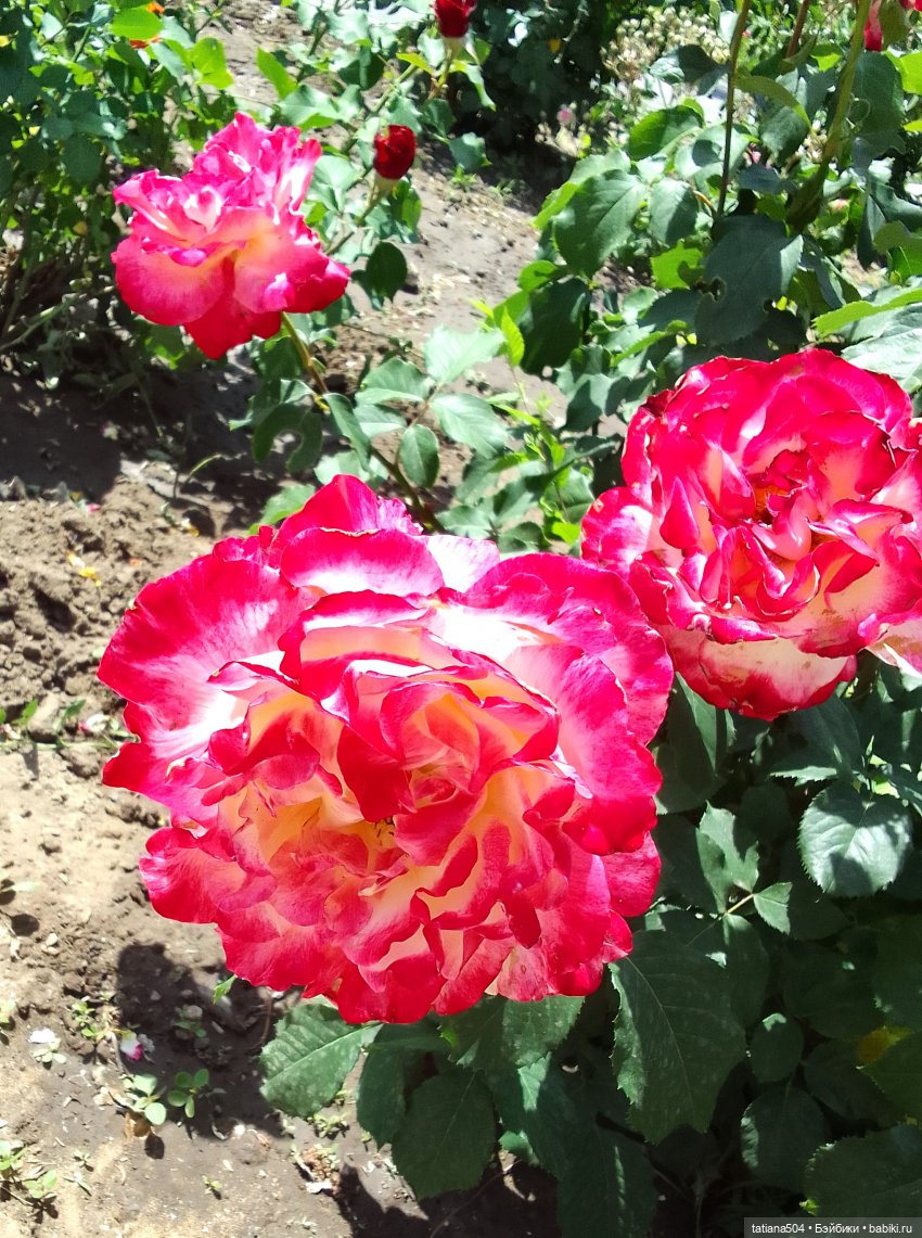 Пенни, розы и грозные жуки (фото 10)