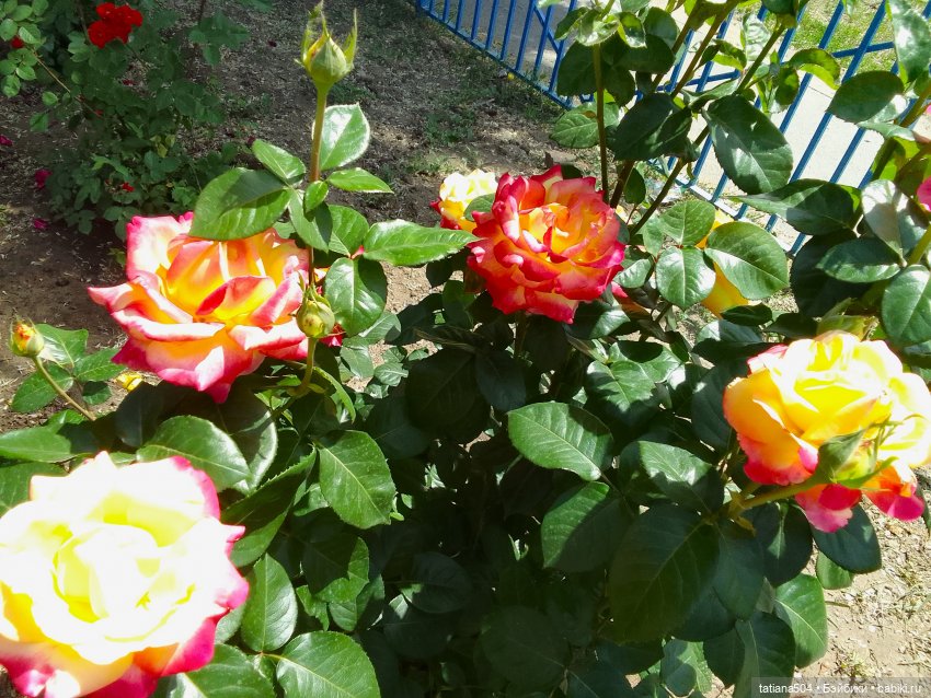 Пенни, розы и грозные жуки (фото 3)