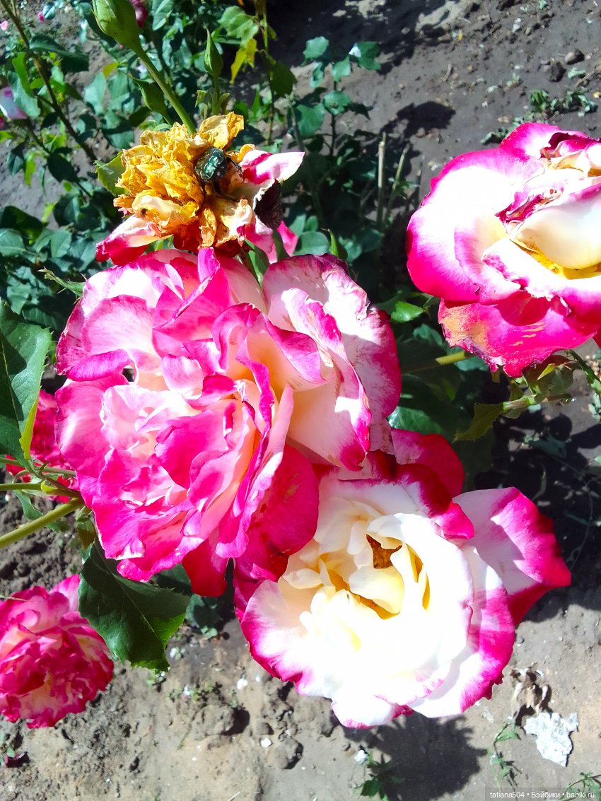 Пенни, розы и грозные жуки