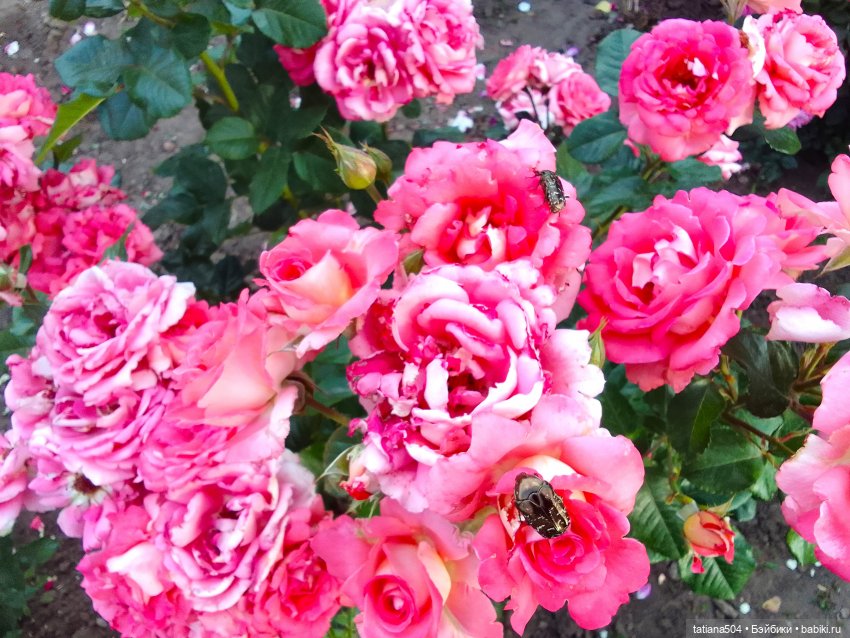 Пенни, розы и грозные жуки