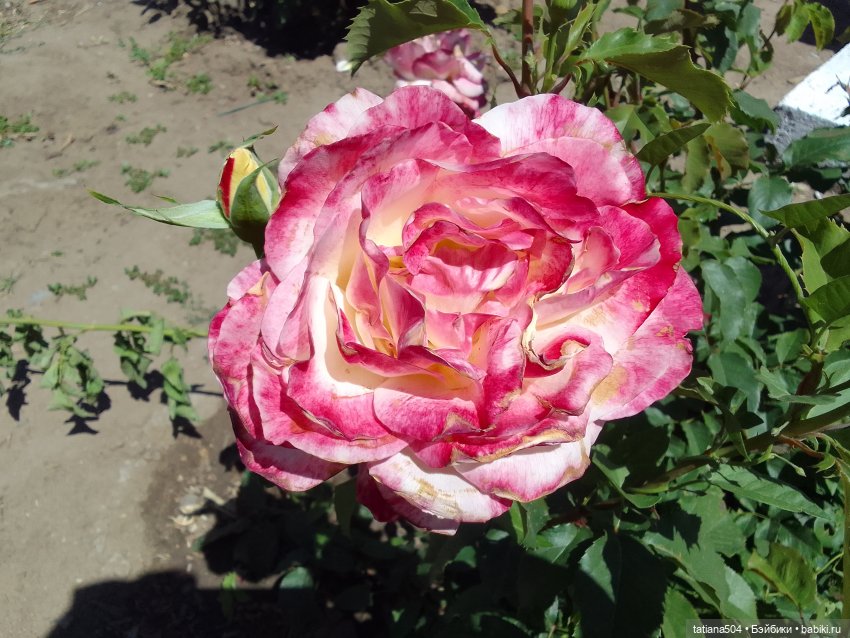 Пенни, розы и грозные жуки