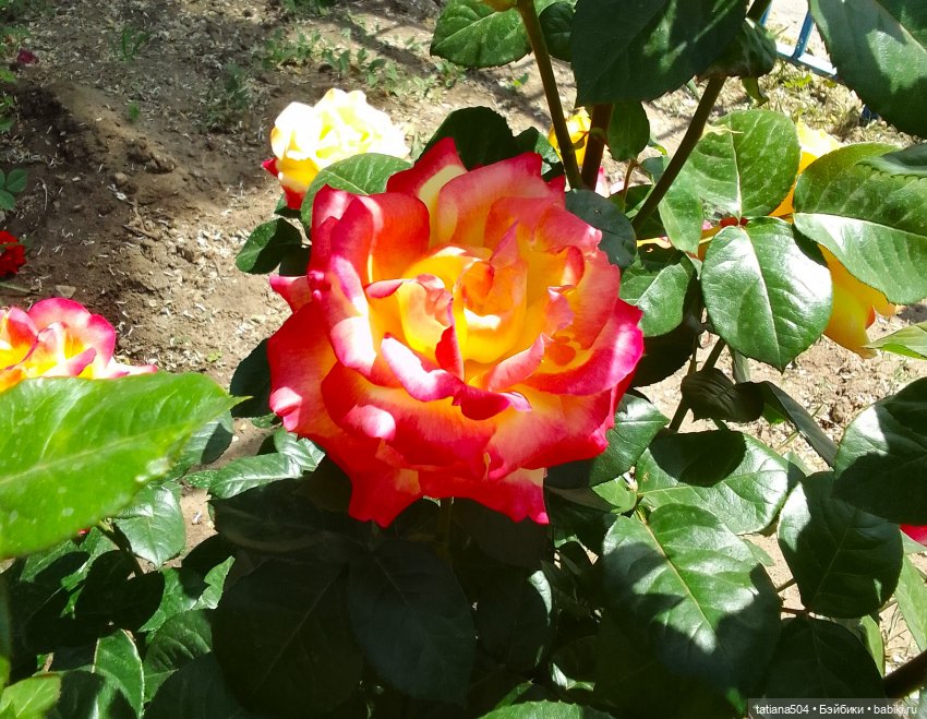 Пенни, розы и грозные жуки (фото 5)