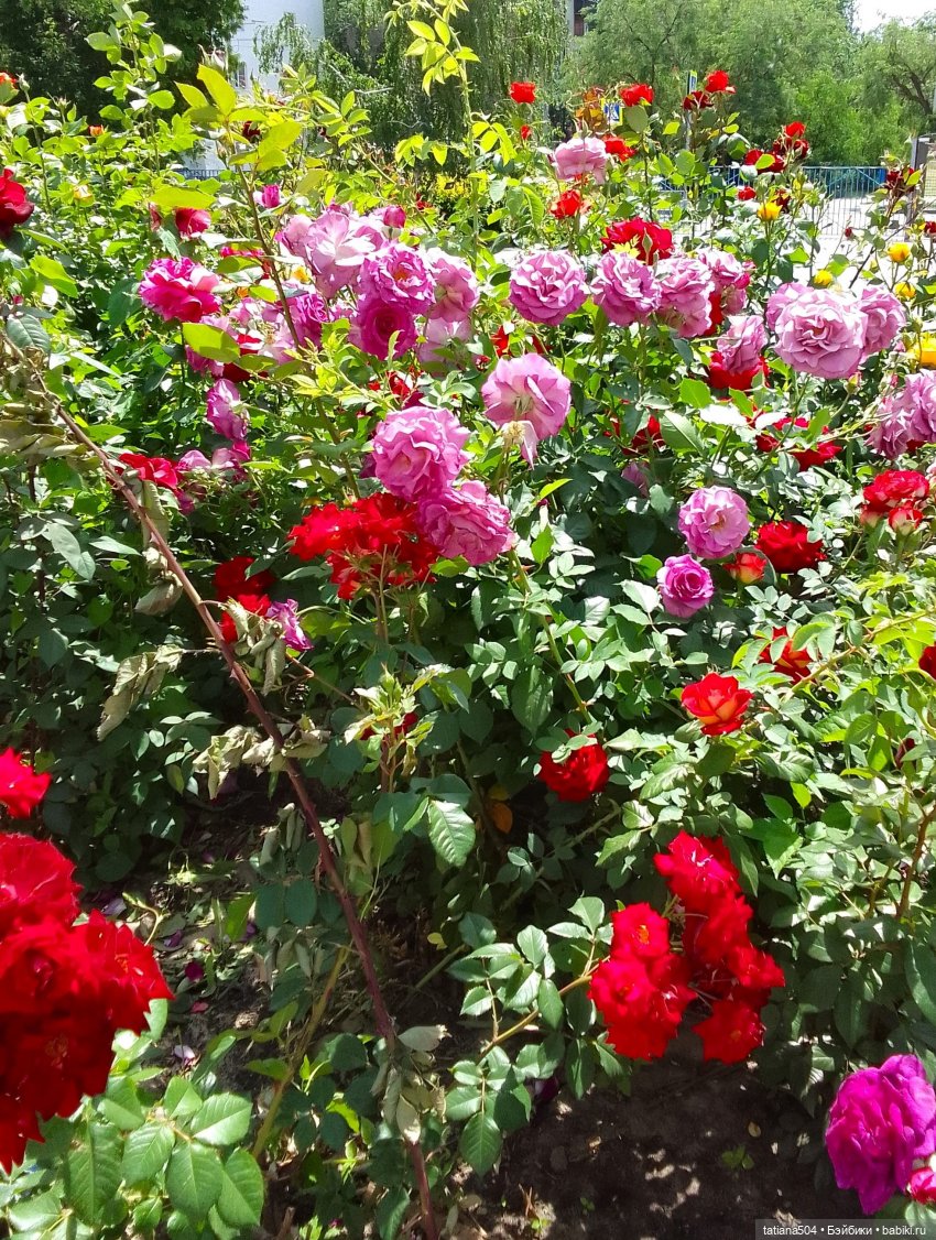 Пенни, розы и грозные жуки (фото 2)