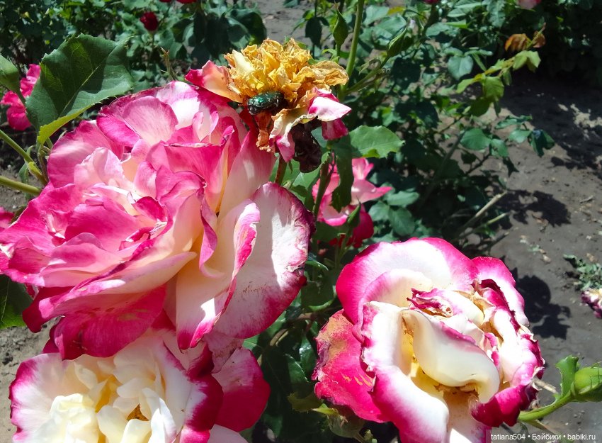 Пенни, розы и грозные жуки