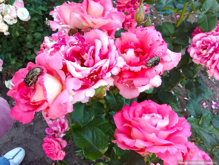 Пенни, розы и грозные жуки