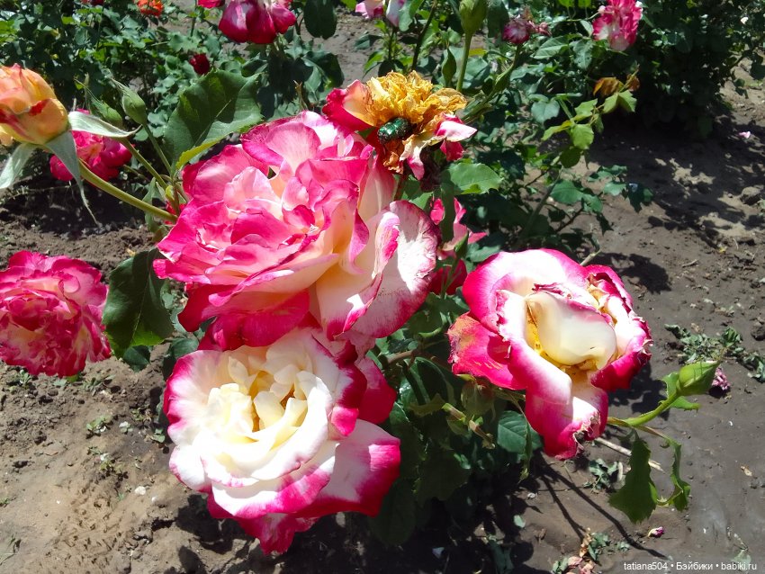 Пенни, розы и грозные жуки