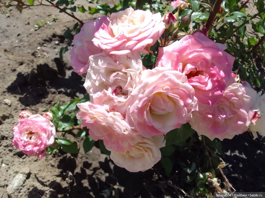 Пенни, розы и грозные жуки (фото 9)