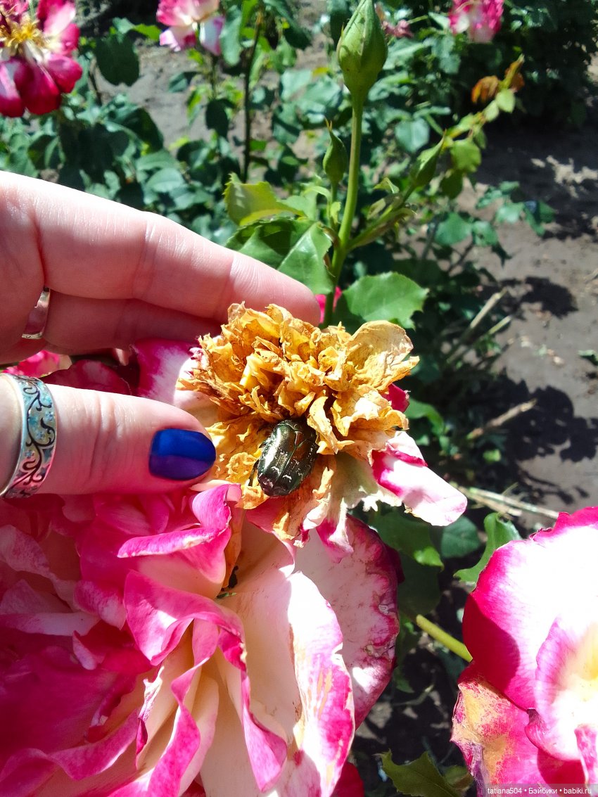 Пенни, розы и грозные жуки