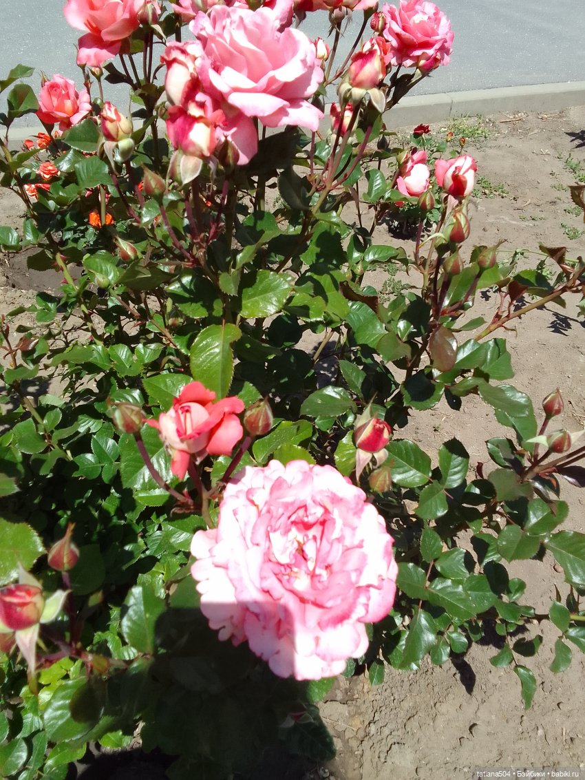 Пенни, розы и грозные жуки (фото 8)