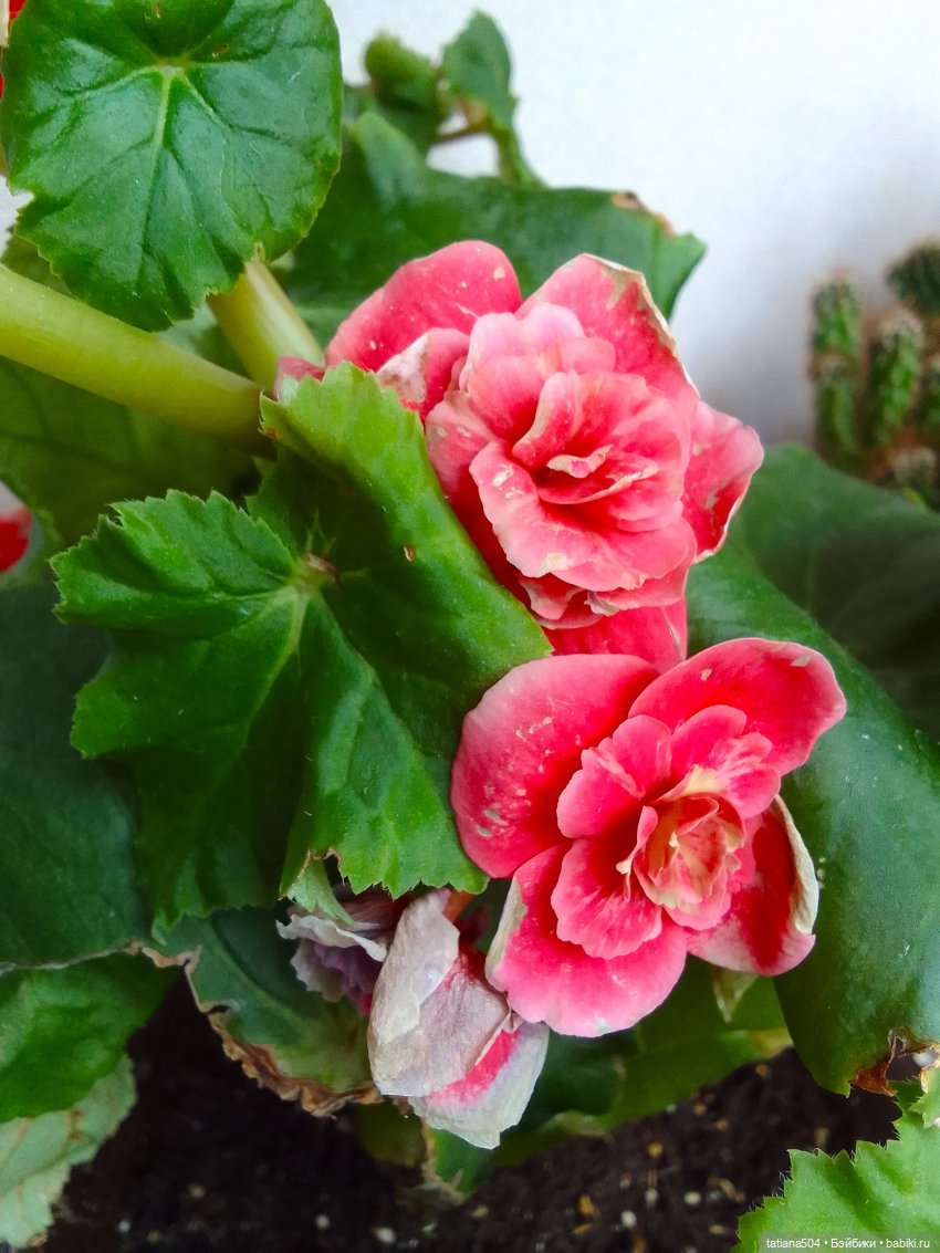 Когда собирается дождь — Фарфоровые куклы Linda Rick (Линда Рик): The Doll Maker (фото 6)