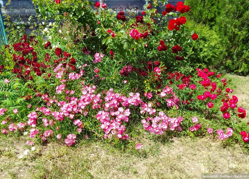 Пенни, розы и грозные жуки