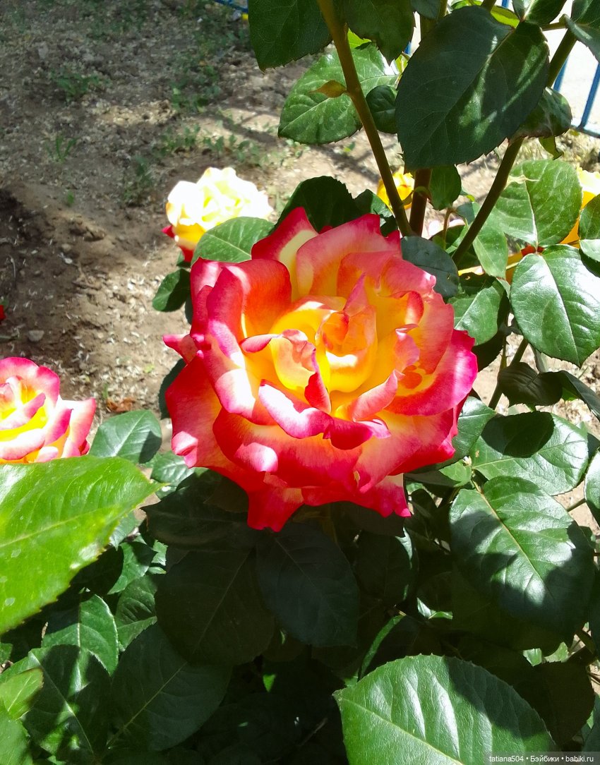 Пенни, розы и грозные жуки