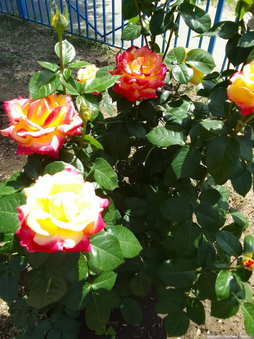 Пенни, розы и грозные жуки