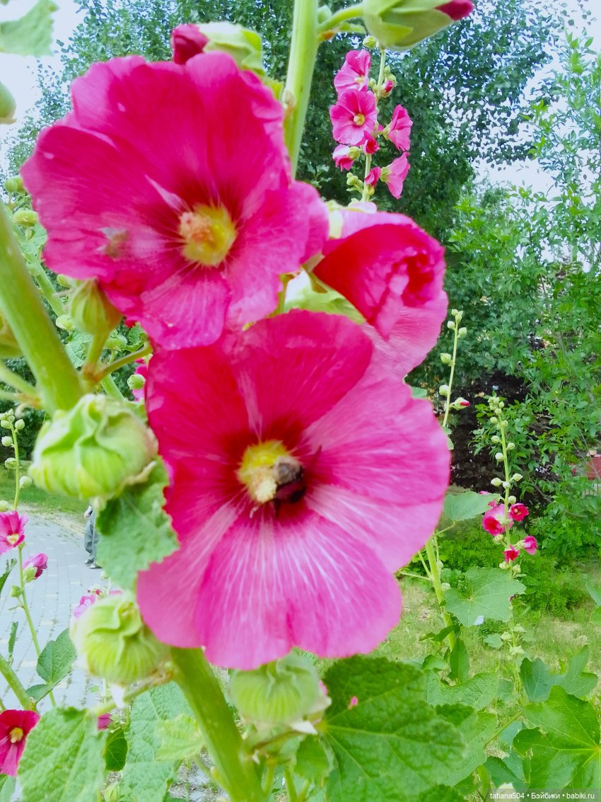 Каникулы Лу”ны (Часть 2) — Куклы Kathe Kruse (Кате/Кэте Крузе): фото