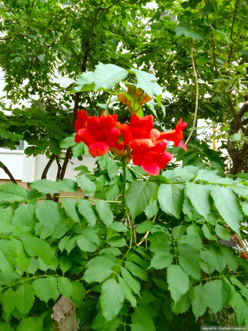 Каникулы Лу”ны (Часть 2) — Куклы Kathe Kruse (Кате/Кэте Крузе): фото