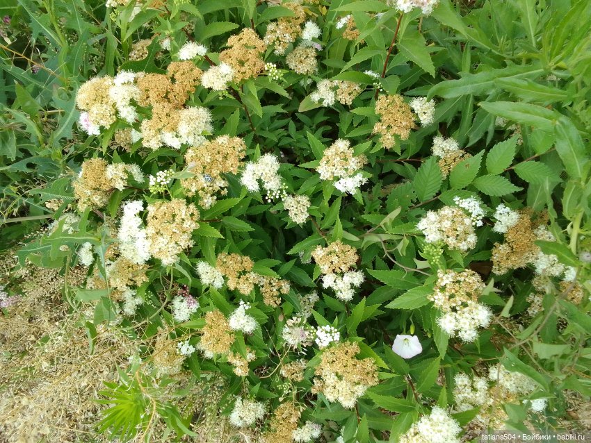 Каникулы Лу”ны (Часть 2) — Куклы Kathe Kruse (Кате/Кэте Крузе): фото (фото 8)