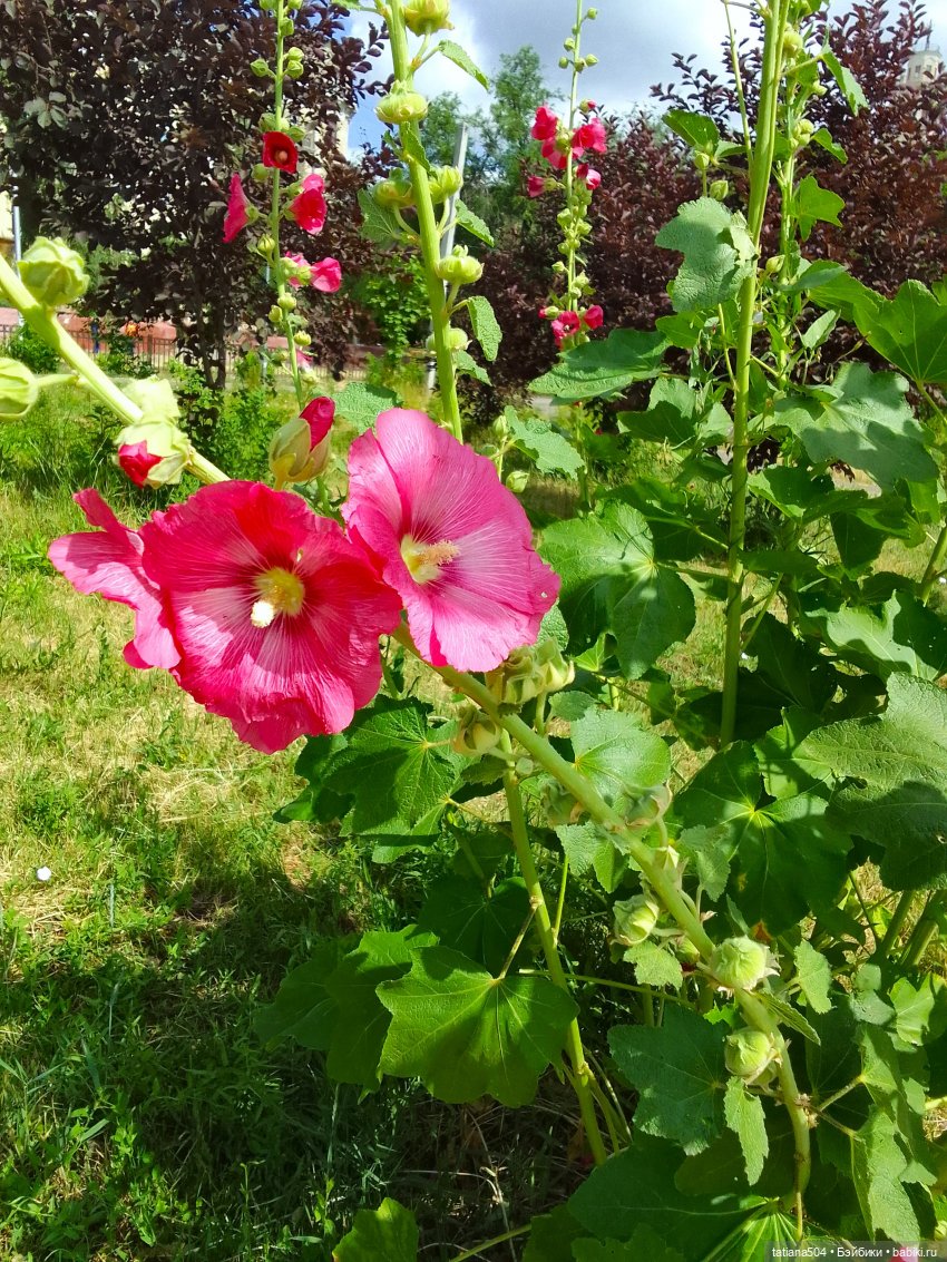 Каникулы Лу”ны (Часть 2) — Куклы Kathe Kruse (Кате/Кэте Крузе): фото