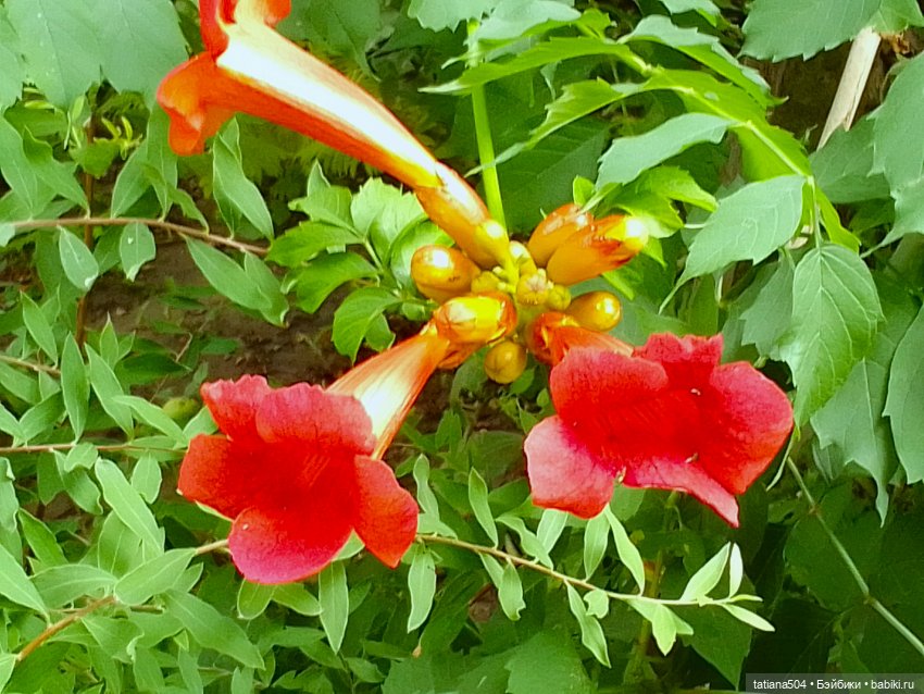 Каникулы Лу”ны (Часть 2) — Куклы Kathe Kruse (Кате/Кэте Крузе): фото