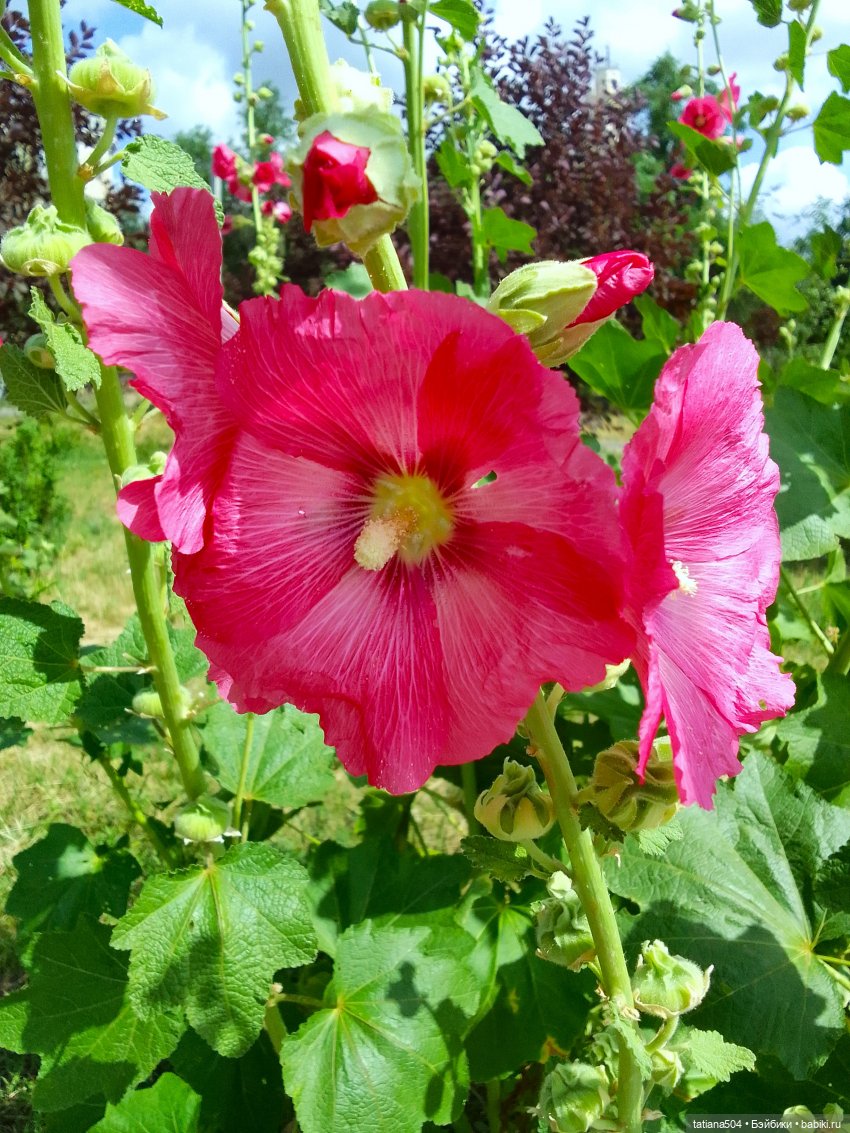 Каникулы Лу”ны (Часть 2) — Куклы Kathe Kruse (Кате/Кэте Крузе): фото