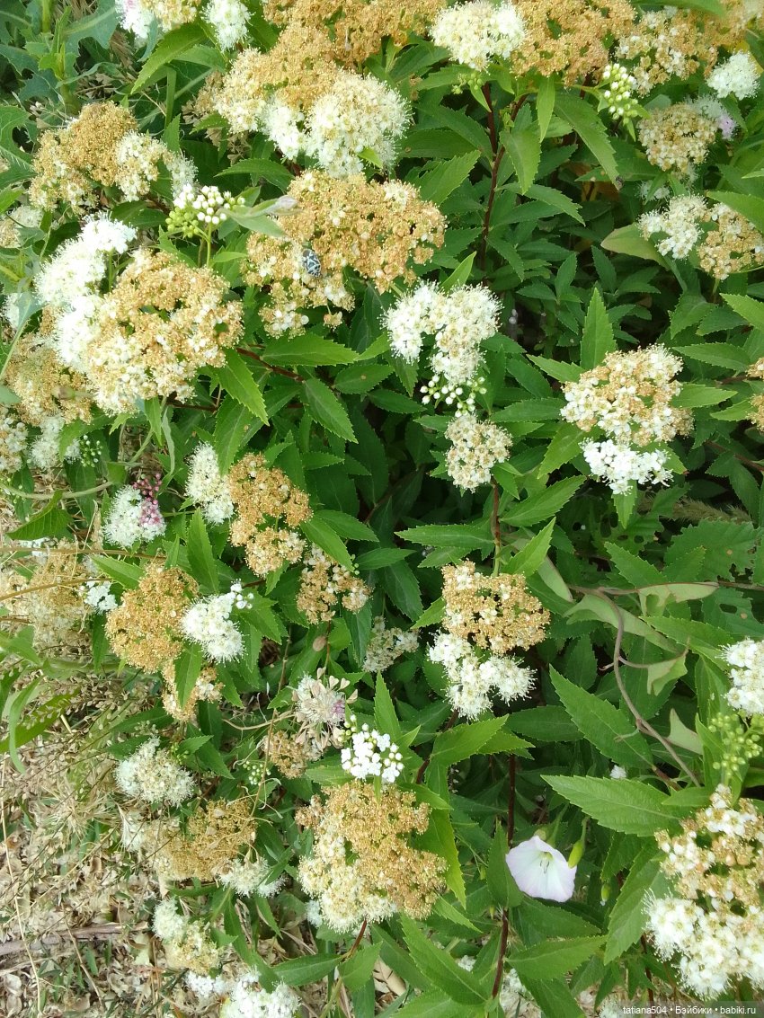 Каникулы Лу”ны (Часть 2) — Куклы Kathe Kruse (Кате/Кэте Крузе): фото (фото 6)