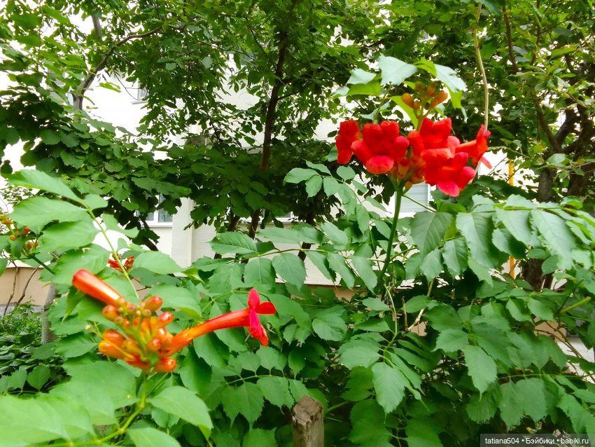 Каникулы Лу”ны (Часть 2) — Куклы Kathe Kruse (Кате/Кэте Крузе): фото