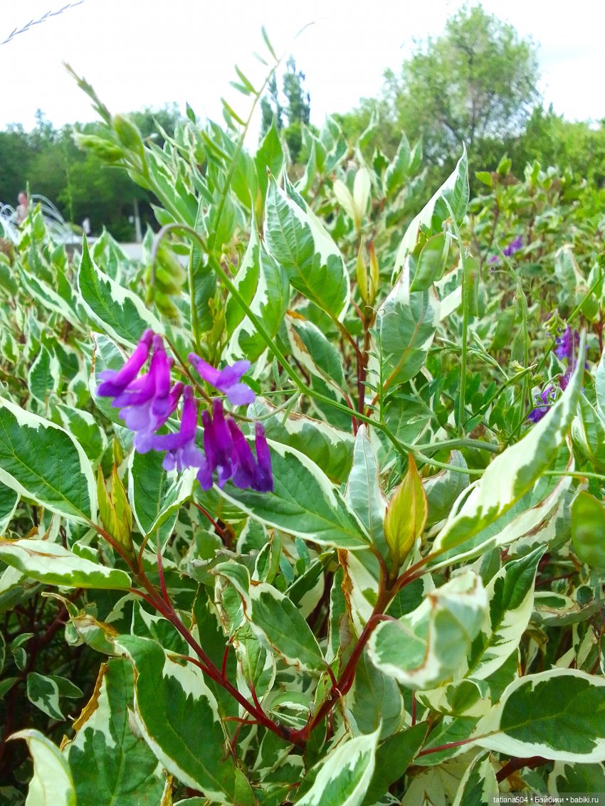 Каникулы Лу”ны (Часть 2) — Куклы Kathe Kruse (Кате/Кэте Крузе): фото