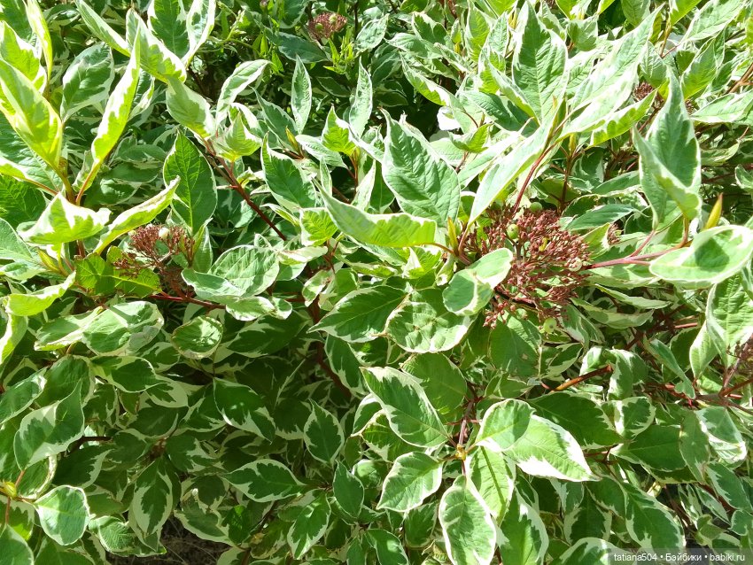 Каникулы Лу”ны (Часть 2) — Куклы Kathe Kruse (Кате/Кэте Крузе): фото