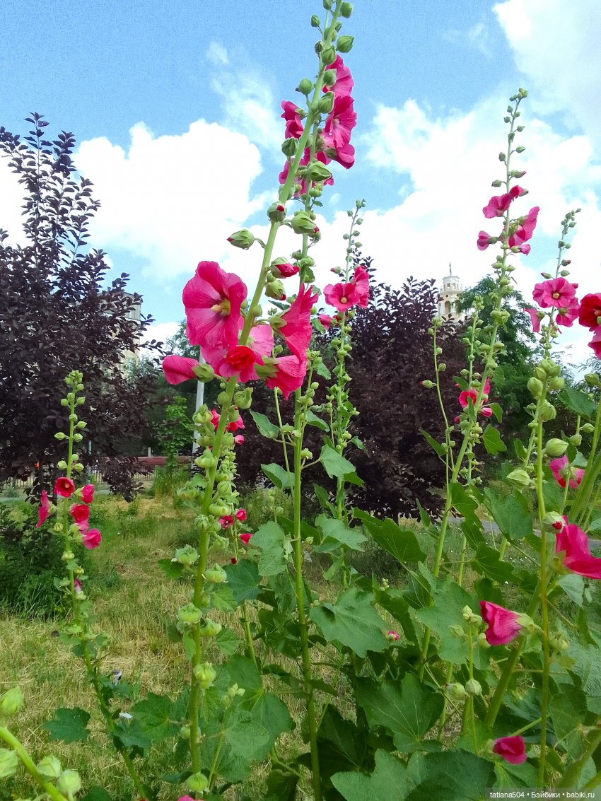 Каникулы Лу”ны (Часть 2) — Куклы Kathe Kruse (Кате/Кэте Крузе): фото