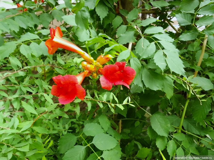 Каникулы Лу”ны (Часть 2) — Куклы Kathe Kruse (Кате/Кэте Крузе): фото