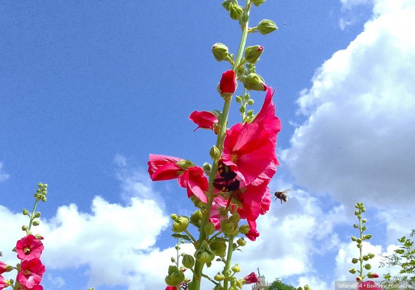 Каникулы Лу”ны (Часть 2) — Куклы Kathe Kruse (Кате/Кэте Крузе): фото