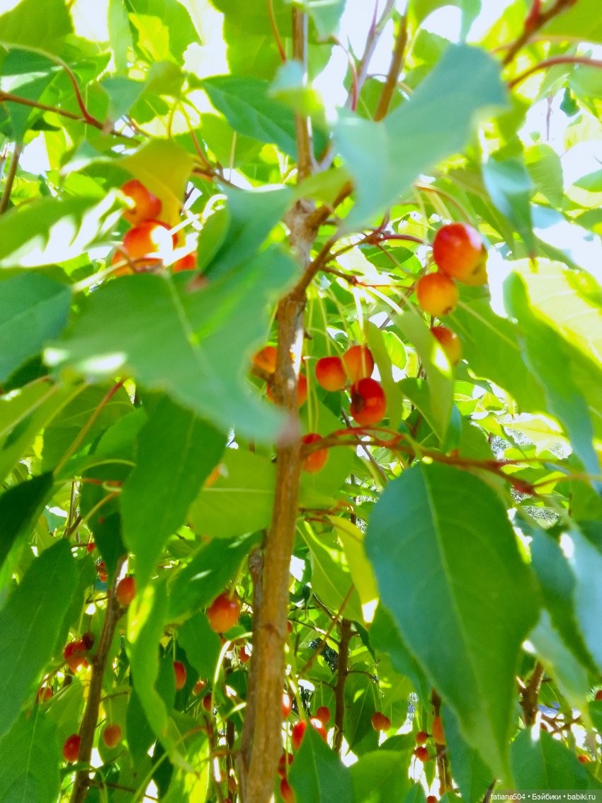 Ягодка по ягодке… — Куклы Helen Kish (Хелен Киш): Riley (Райли) (фото 5)