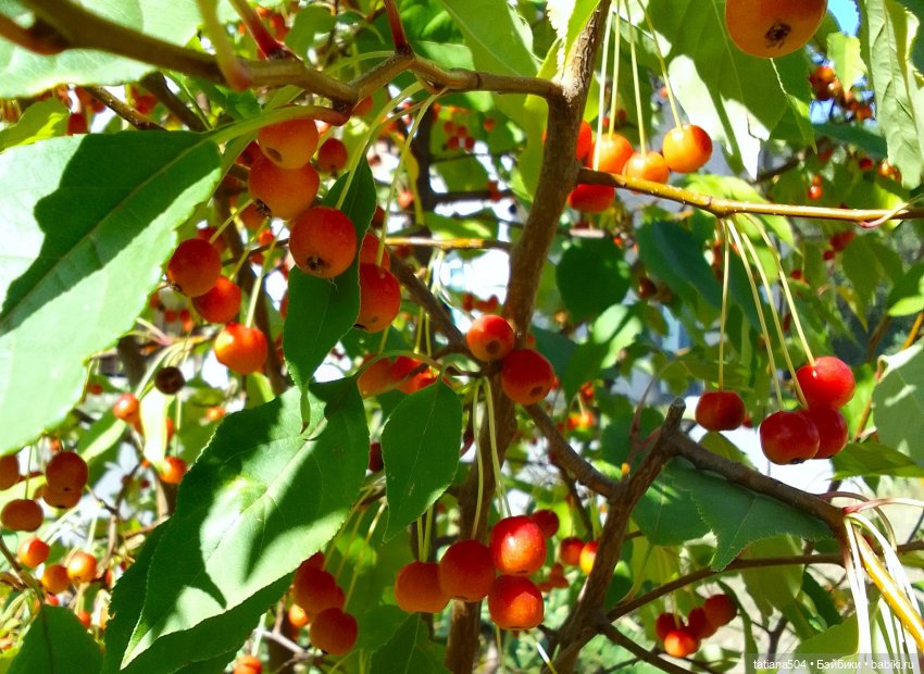 Ягодка по ягодке… — Куклы Helen Kish (Хелен Киш): Riley (Райли)