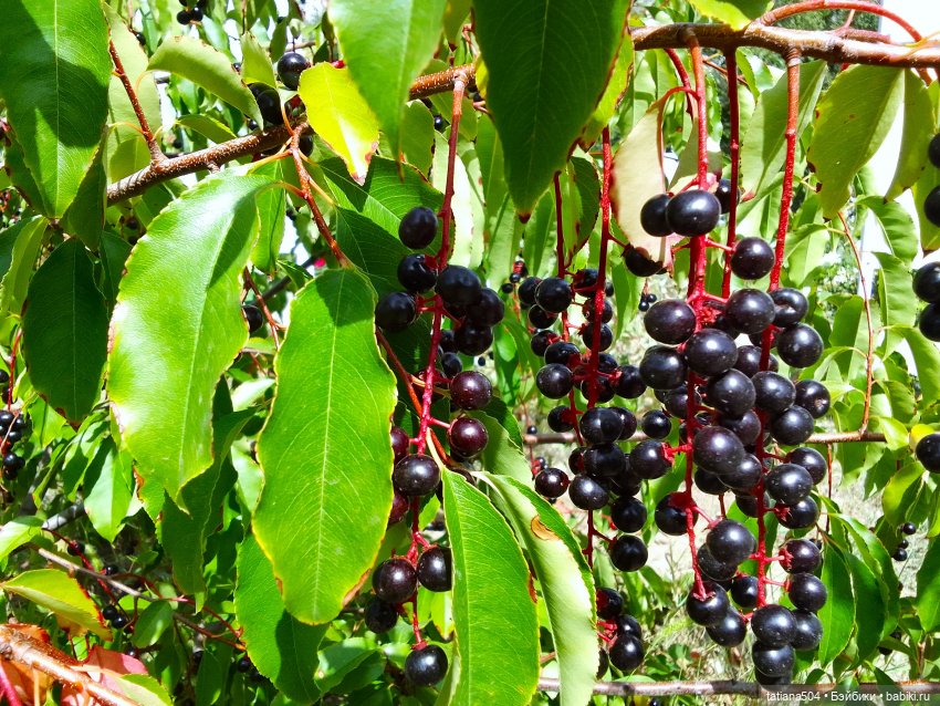 Ягодка по ягодке… — Куклы Helen Kish (Хелен Киш): Riley (Райли)