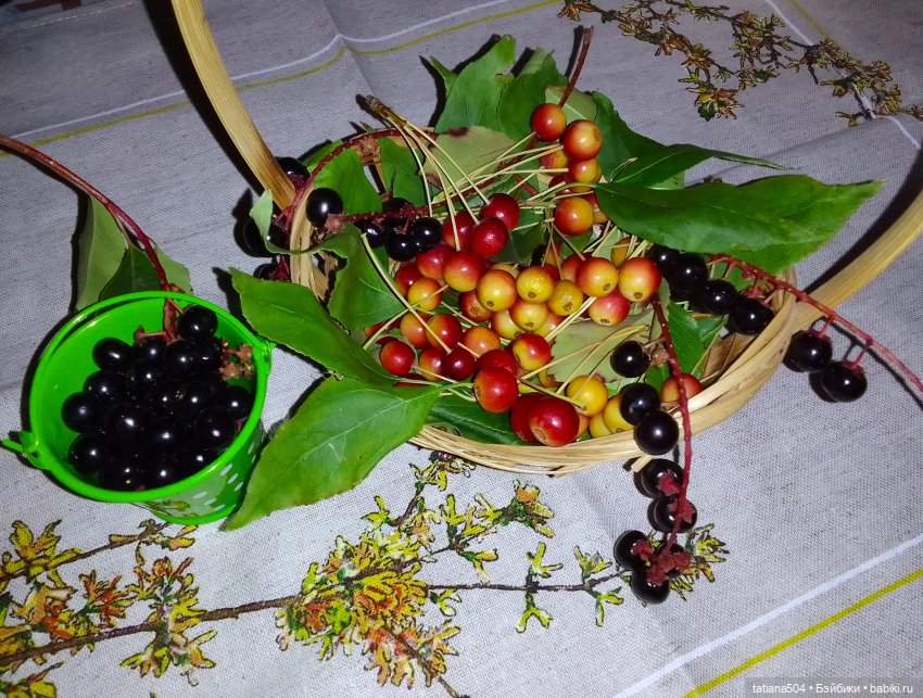 Ягодка по ягодке… — Куклы Helen Kish (Хелен Киш): Riley (Райли)