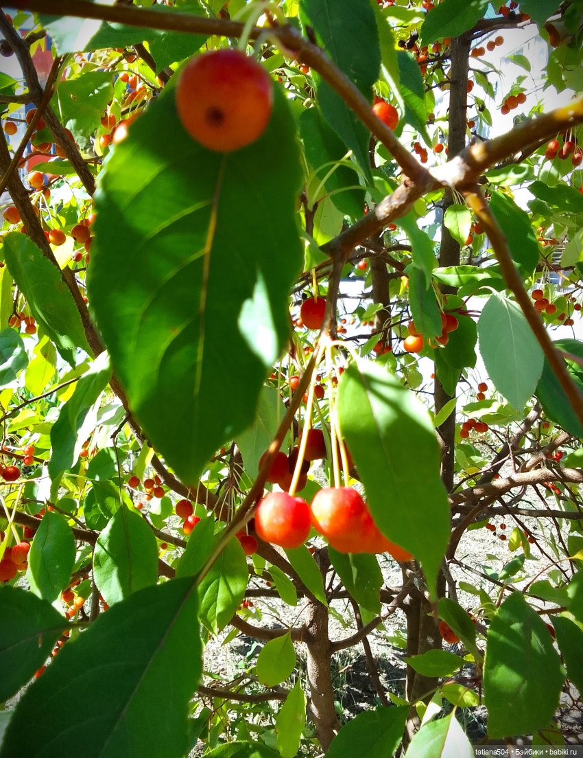 Ягодка по ягодке… — Куклы Helen Kish (Хелен Киш): Riley (Райли) (фото 2)