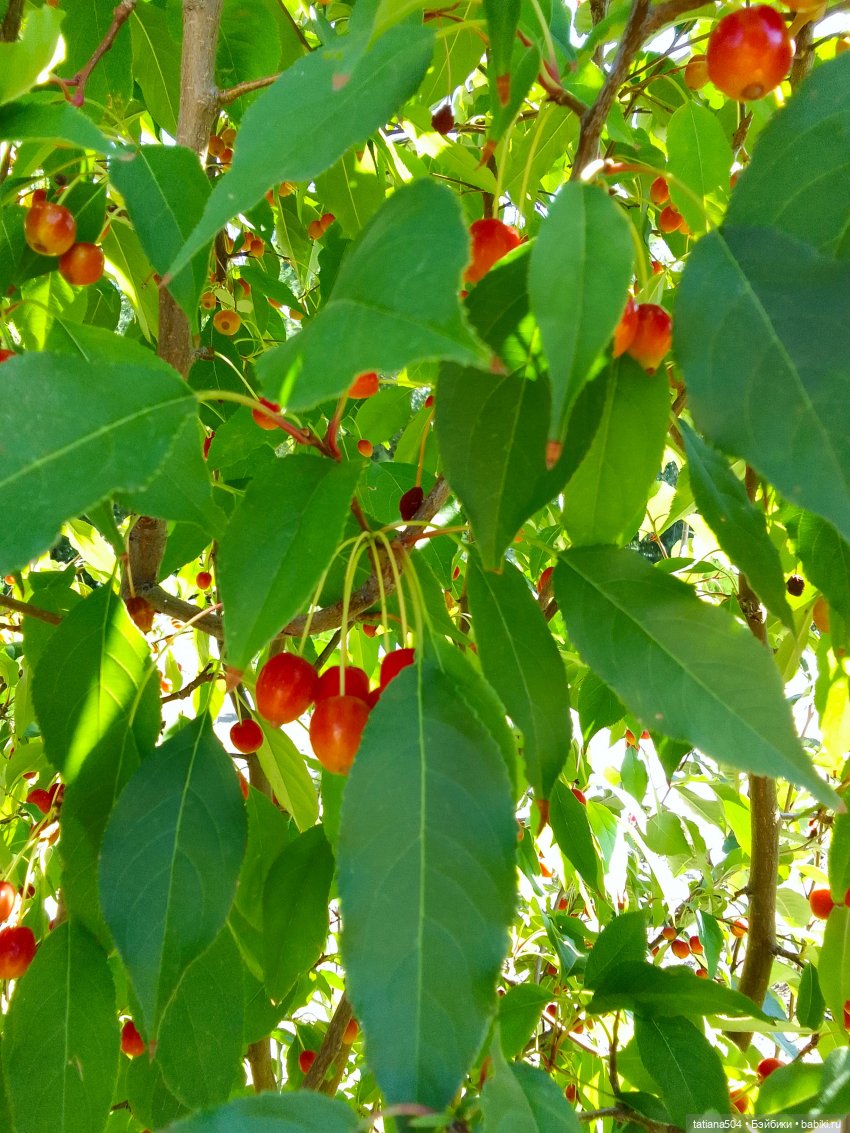 Ягодка по ягодке… — Куклы Helen Kish (Хелен Киш): Riley (Райли) (фото 10)