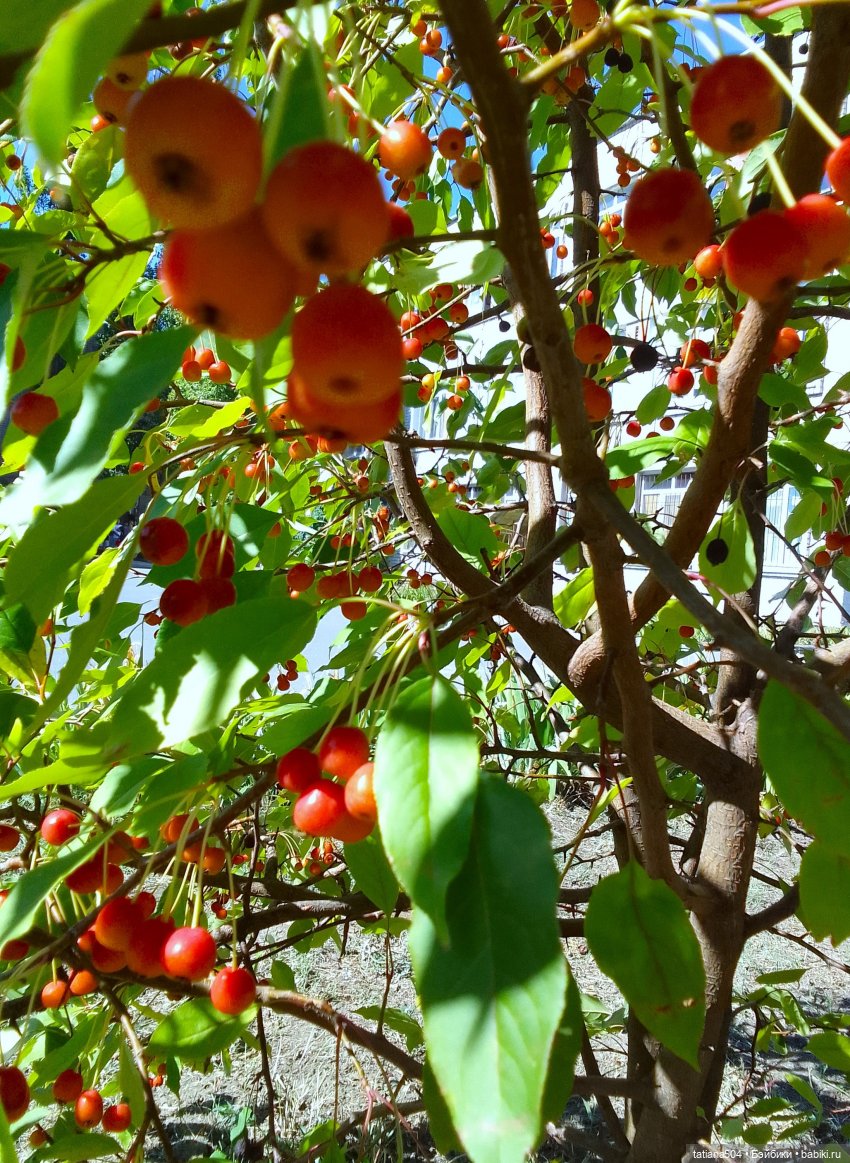 Ягодка по ягодке… — Куклы Helen Kish (Хелен Киш): Riley (Райли) (фото 3)