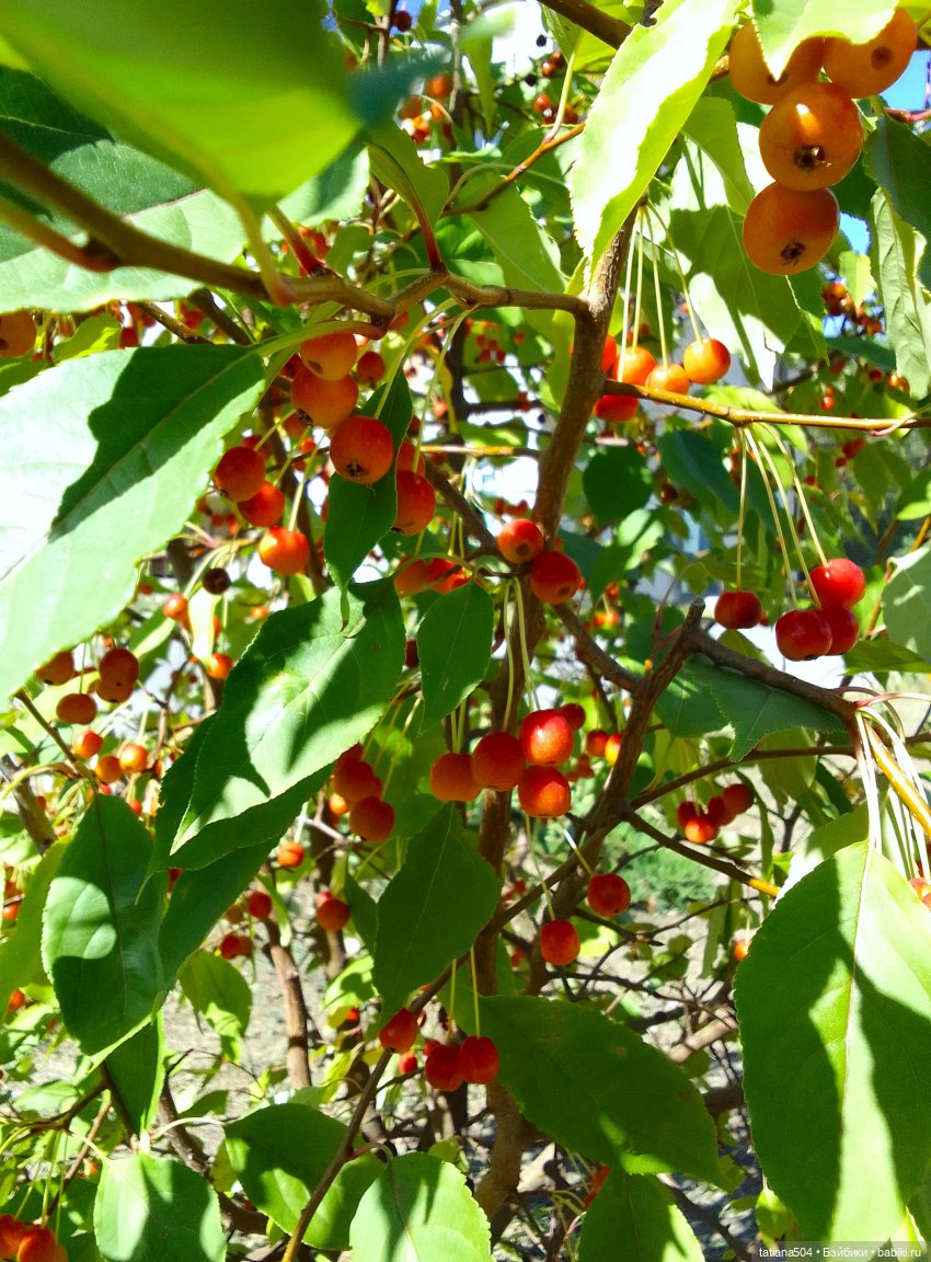 Ягодка по ягодке… — Куклы Helen Kish (Хелен Киш): Riley (Райли)