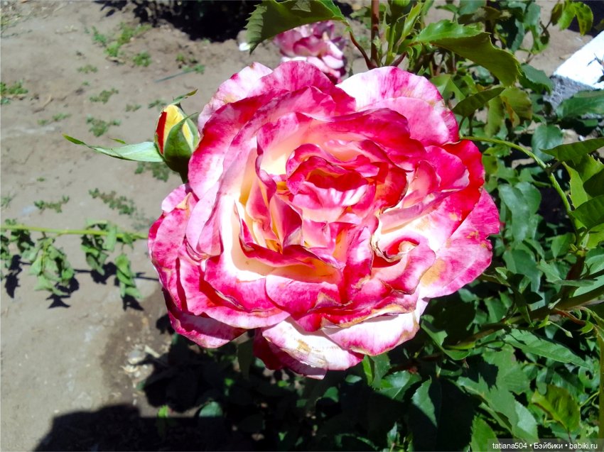 РОЗАтерапия с подружками Крузи