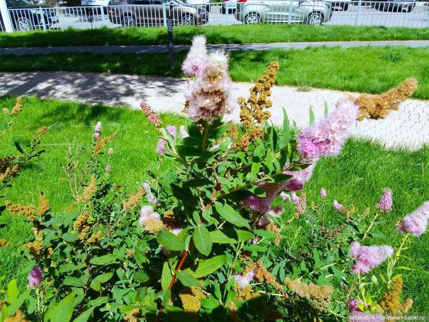 Сентябрьский променад в компании Михаэля