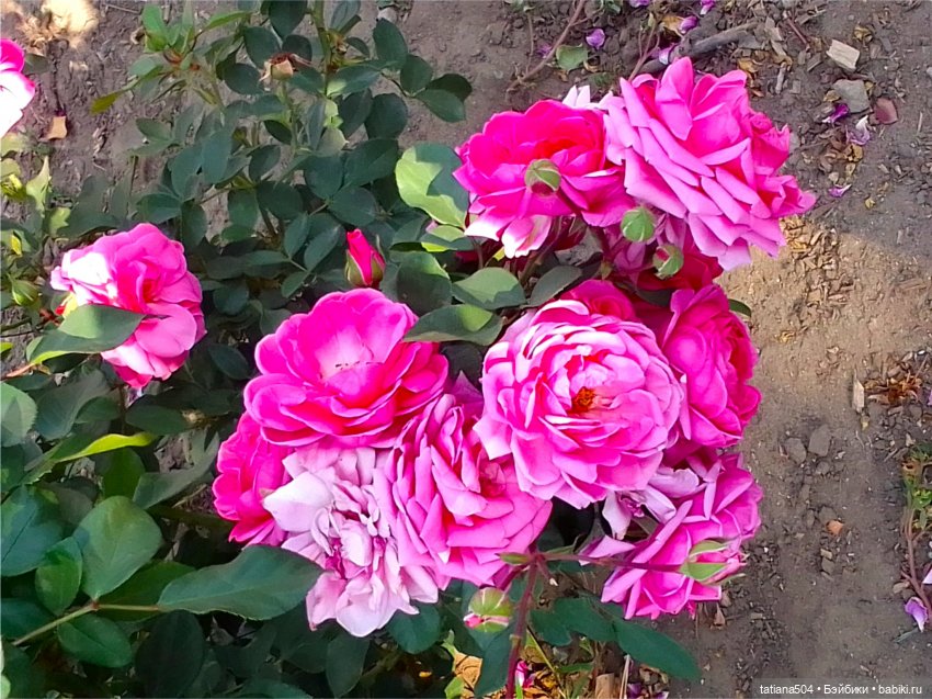 РОЗАтерапия с подружками Крузи