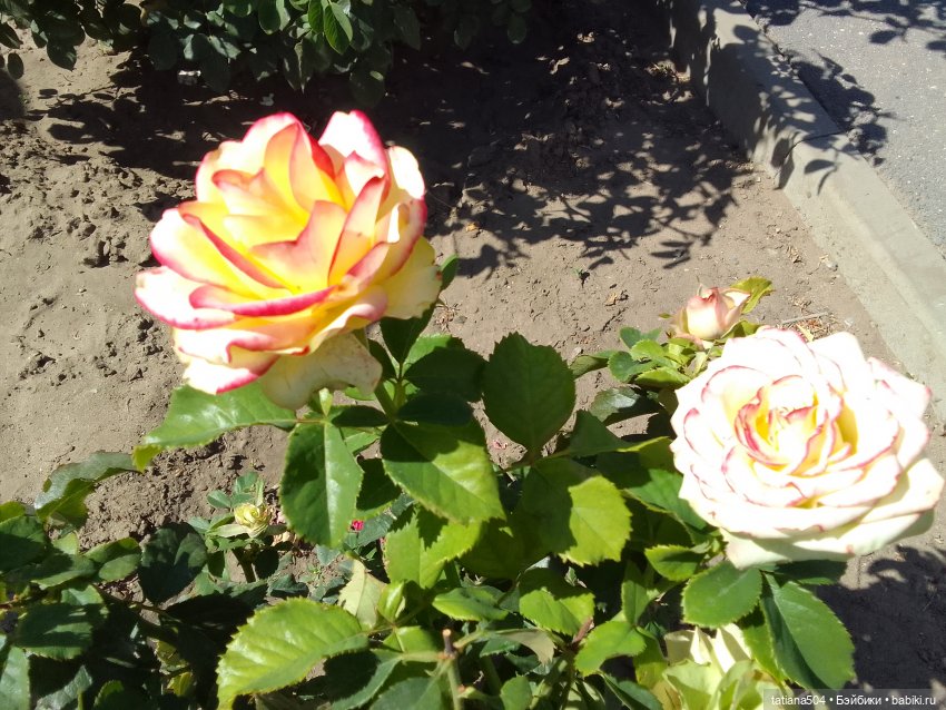 РОЗАтерапия с подружками Крузи