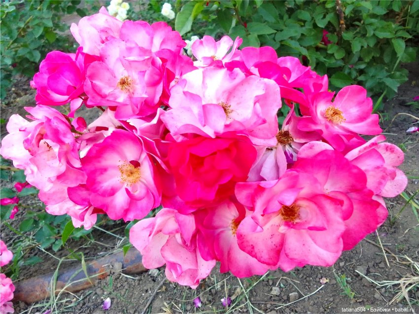 РОЗАтерапия с подружками Крузи