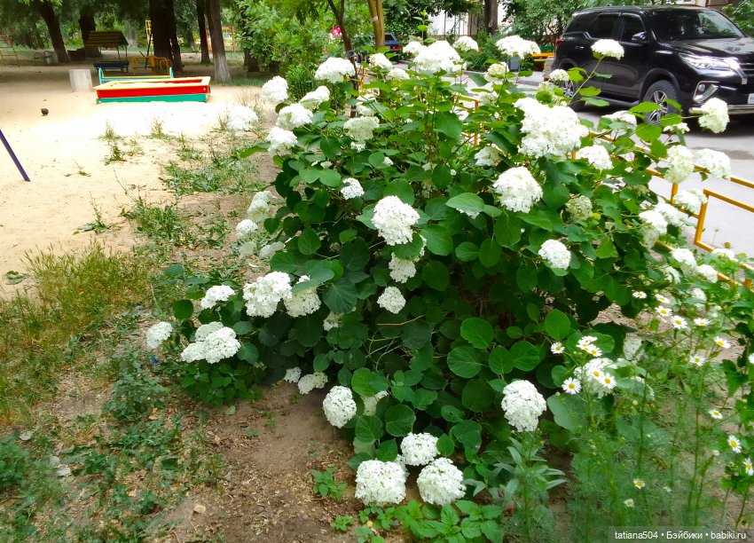 РОЗАтерапия с подружками Крузи