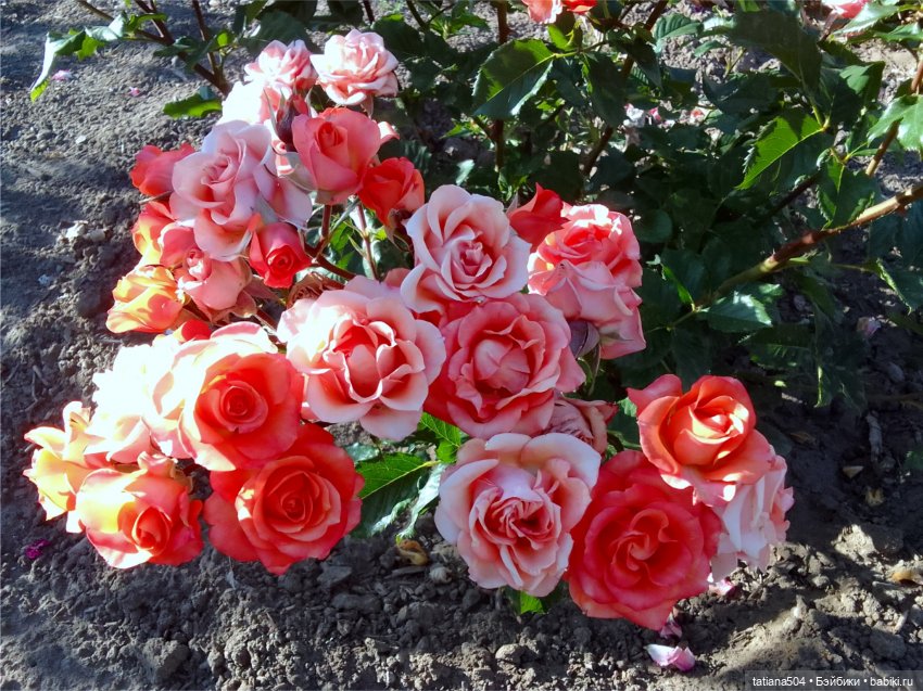 РОЗАтерапия с подружками Крузи