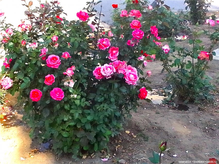 РОЗАтерапия с подружками Крузи (фото 2)