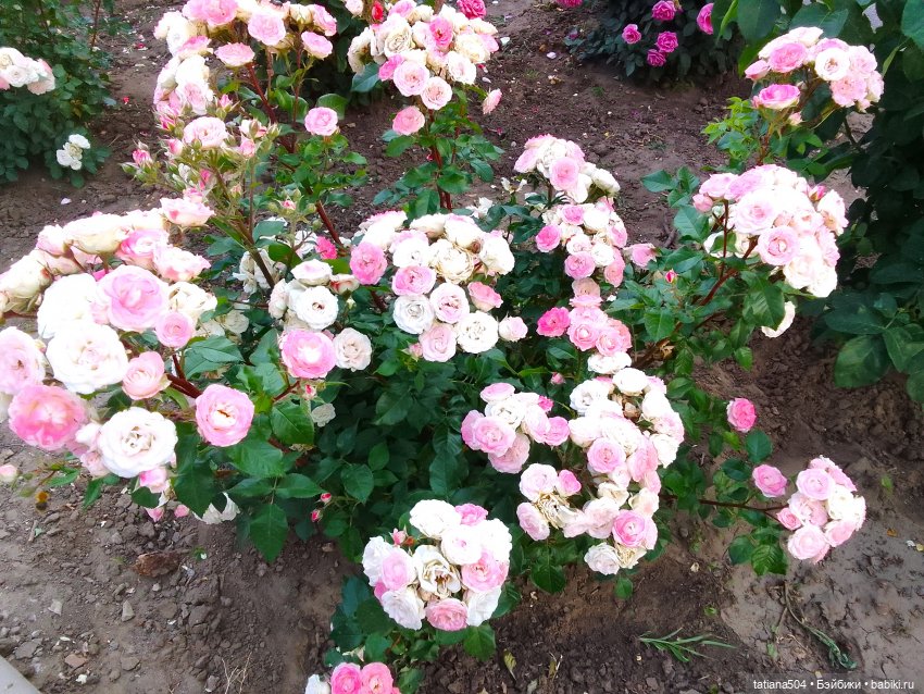 РОЗАтерапия с подружками Крузи (фото 10)