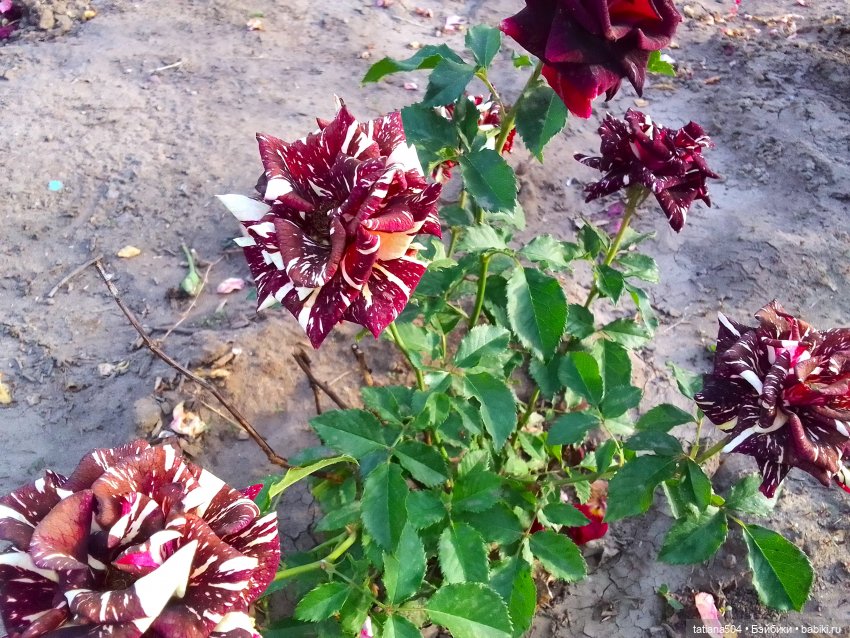 РОЗАтерапия с подружками Крузи